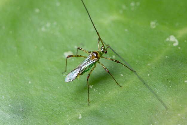 Langbeiniges Insektenmakro in der Natur