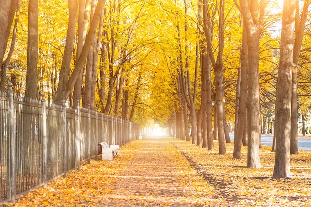 Lange Allee mit Bänken entlang des Zauns von Baumtunneln im Herbst.