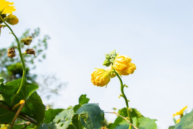 Lange Luffa Schwamm Kürbis Blütenknospe und Blätter am Baum im Bauernhof (Luffa Cylindrica Kürbis).