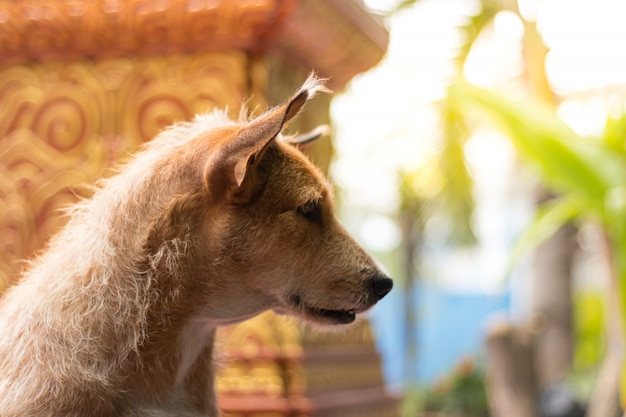 Foto lange ohren des alten hundes mit dem langen lockenhaar