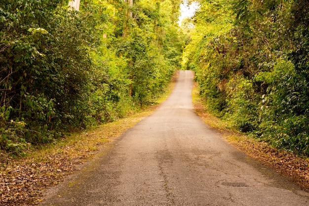 Lange Straße im Wald am Tag