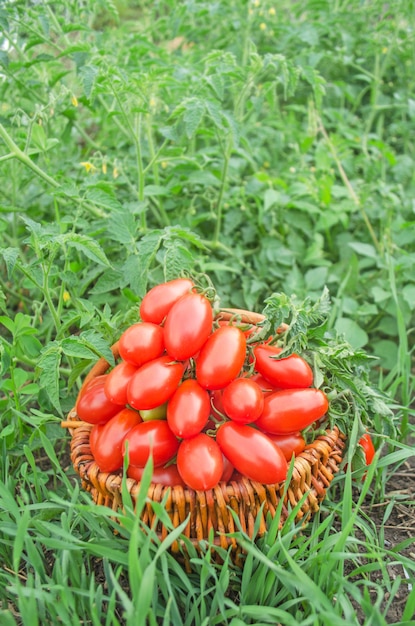 Lange Tomate in einem Korb