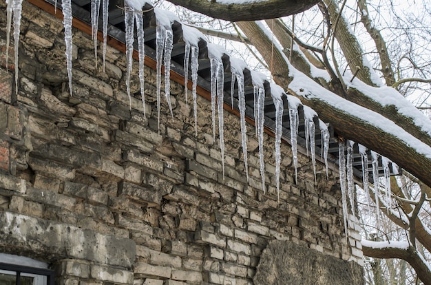 Lange transparente Eiszapfen auf Gesims eines alten Backsteingebäudes, umgeben von schneebedeckten Ästen. Folgen von Tauwetter und Frost. Gefahr, Verletzungsgefahr durch herabfallende Eiszapfen. Alte Mauer.