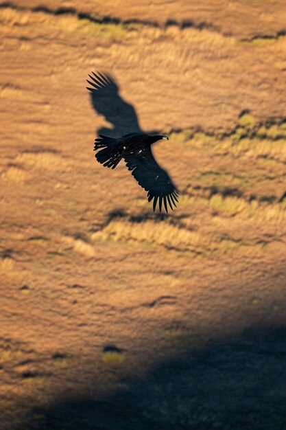 langer Schatten eines Adlers, der tief über einer Ebene fliegt