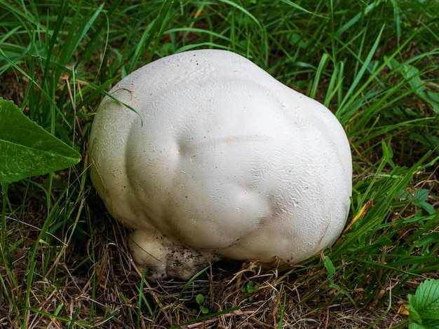 Foto langermannia calvatia gigantea es una especie de hongos de la familia champignon agaricaceae