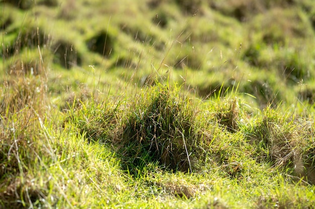 Langes Gras auf einem Feld auf einem Bauernhof Grüne Weide auf einer Wiese auf einer Ranch in Australien