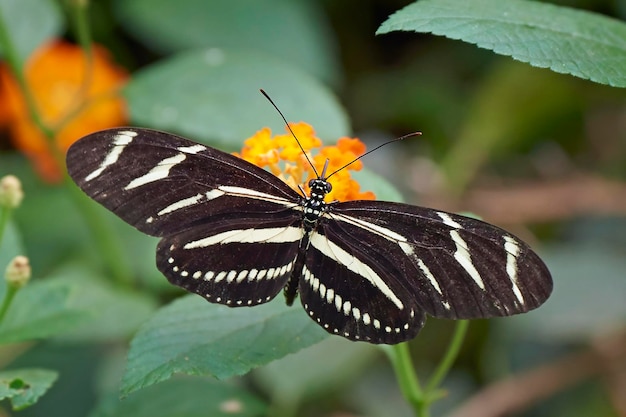 Langflügelzebra Heliconius charithonia