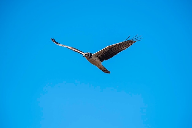 Langgeflügelte Harrier im Flug Provinz La Pampa Patagonien Argentinien