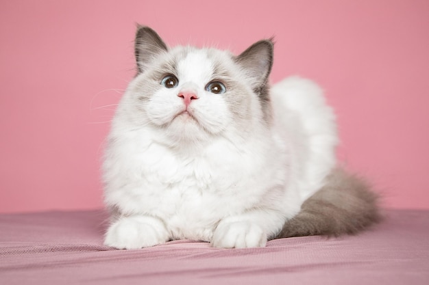 Langhaariges Ragdoll-Kätzchen mit hellblauen Augen im Studio auf rosa Hintergrund. Rassekatzen.Ausstellungszustand. Pflegeprodukte für Haustiere. Pflege und Zucht. Haustierpflege. Blauäugige Katzen.