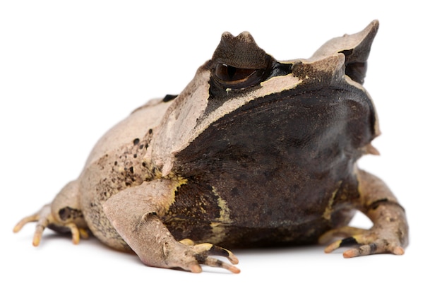 Langnasiger gehörnter Frosch Megophrys nasuta vor weißem Hintergrund