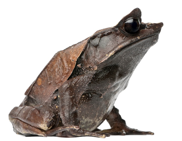 Langnasiger gehörnter Frosch Megophrys nasuta vor weißem Hintergrund