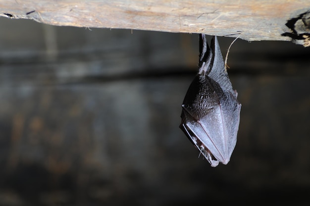 Langohr - Plecotus teneriffae - Es ist eine Fledermaus der Familie der Vespertilionidae