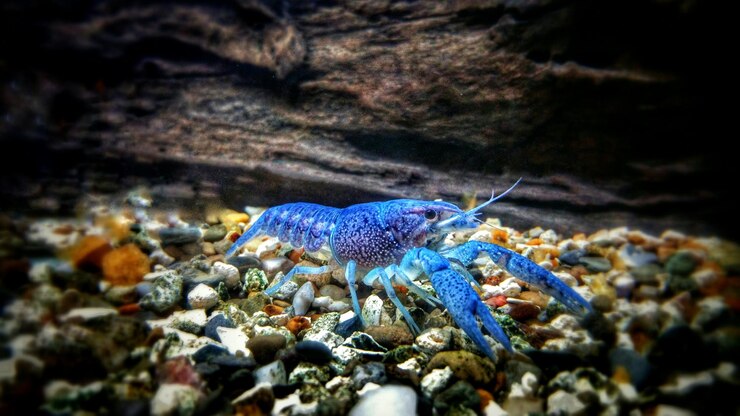 Foto la langosta azul en el mar