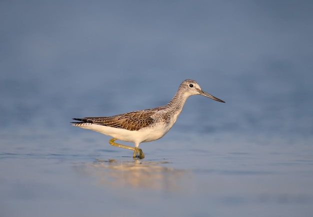 La langosta común (Tringa nebularia) se encuentra en un agua azul en la suave luz de la mañana