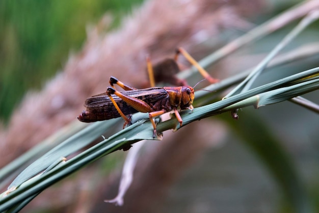 La langosta es la superfamilia de insectos más grande del orden Orthoptera insecto ninfa