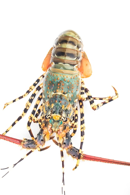 Langosta fresca aislado sobre fondo blanco, Palinurus vulgaris