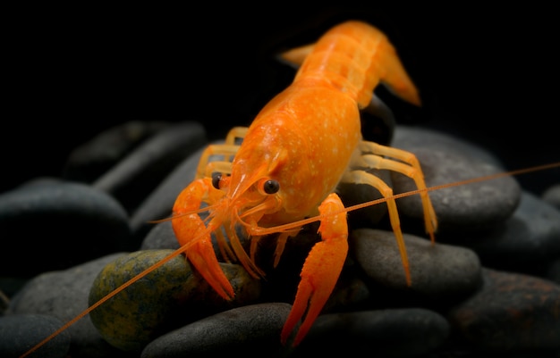 Langosta joven de cangrejo de río con pequeña roca.