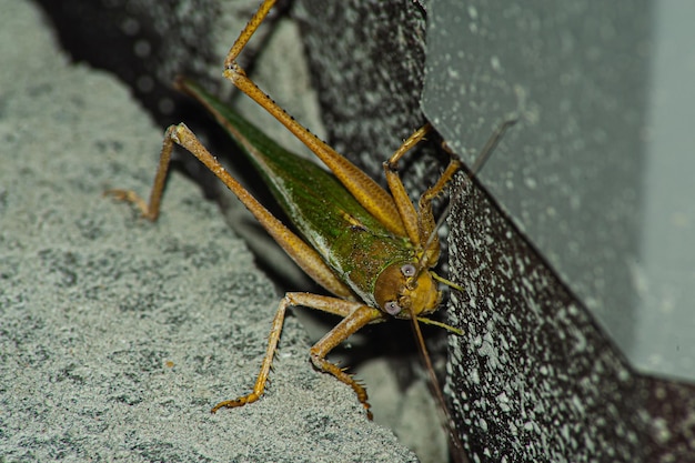 Langosta de lado comiendo una hoja macro animal