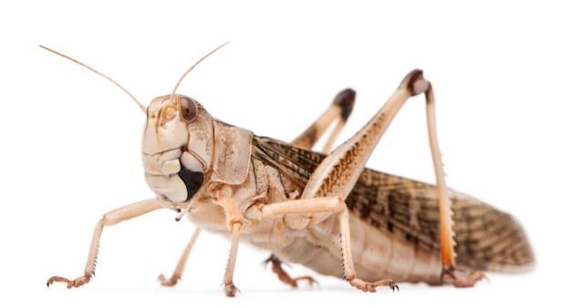 Langosta migratoria Locusta migratoria delante de fondo blanco