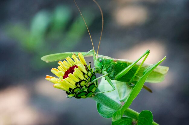 Foto una langosta verde se sienta en una flor en el jardín.