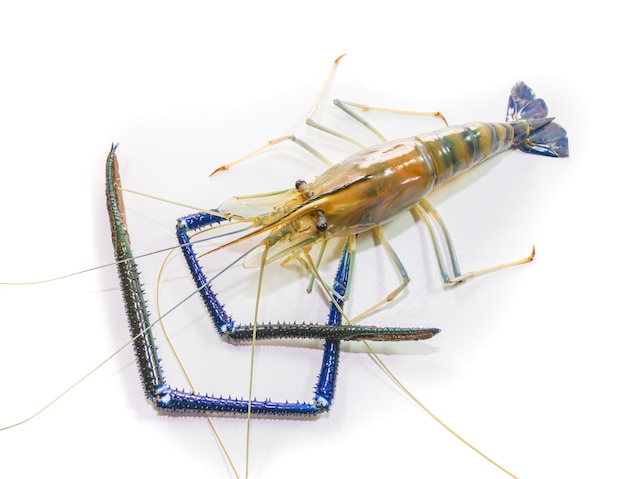 Langostino de agua dulce gigante sobre fondo blanco de cerca