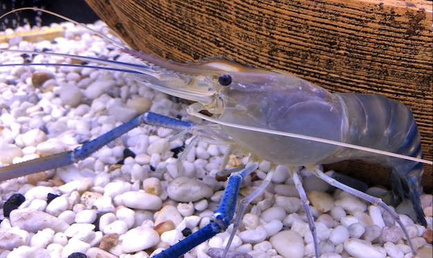 Langostino gigante de agua dulce o langostino gigante en el tanque.