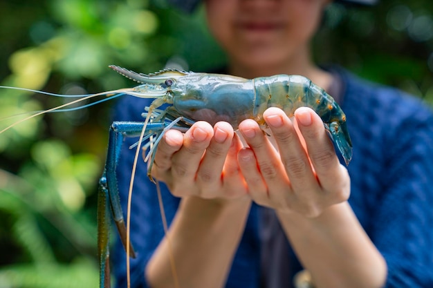 langostino de río gigante