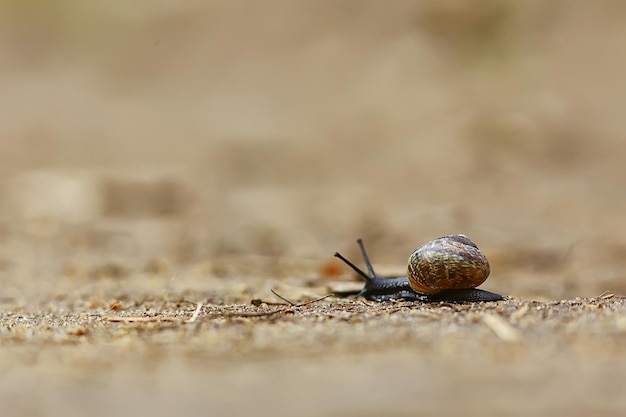 langsame schnecke makro garten natur ist klein