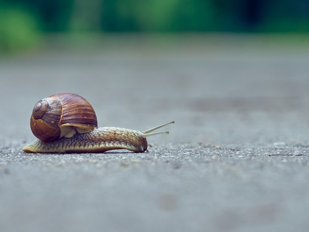 Langsame Traubenschnecke kriechen auf dem Asphalt im Park