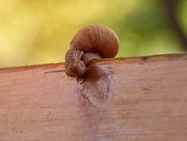 Langsame Traubenschnecke kriechen auf der Planke im Garten