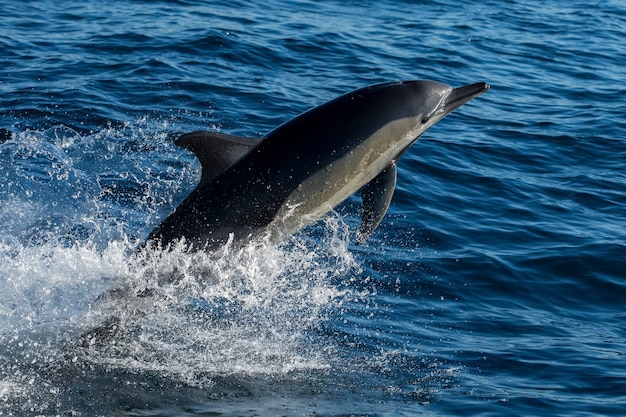 Langschnäuzige Delphine springen im Süden aus dem Wasser und springen in die Luft