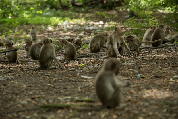 Langschwänzige Makaken (Macaca fascicularis) im städtischen Wald, Ratchaburi, Thailand