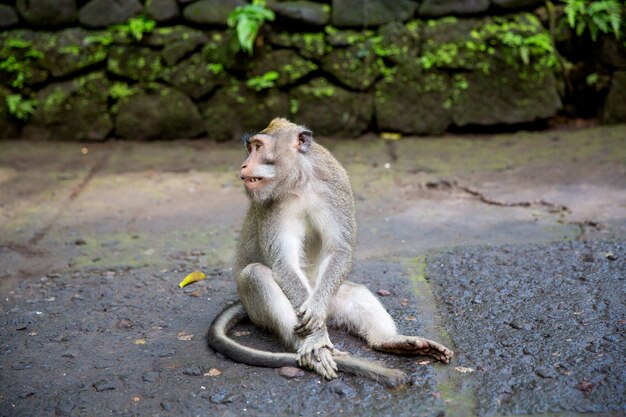 Langschwanzmakaken (Macaca fascicularis) im Heiligen Affenwald, Ubud, Indonesien