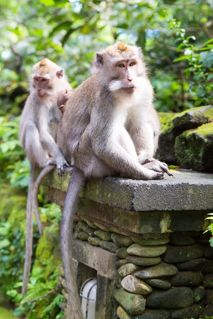 Langschwanzmakaken (Macaca fascicularis) im Heiligen Affenwald, Ubud, Indonesien