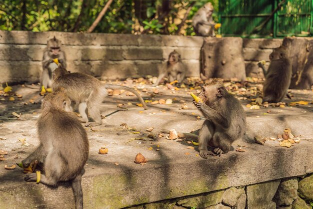 Langschwanzmakaken Macaca fascicularis im Sacred Monkey Forest, Ubud, Indonesien.