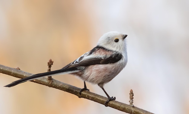 Langschwanzmeise Aegithalos caudatus Ein Vogel, der auf einem schönen verschwommenen Hintergrund sitzt