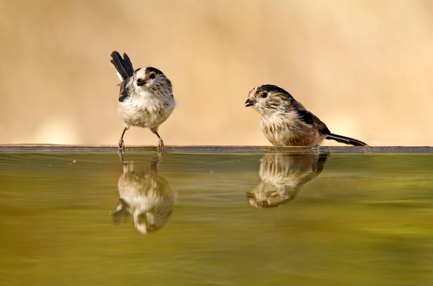 Langschwanzmeise, Vögel, Singvogel, Aegithalos caudatus