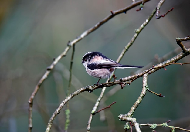 Langschwanzmeisen sitzen im Wald