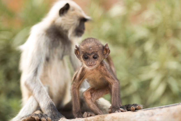 Langur-Affe