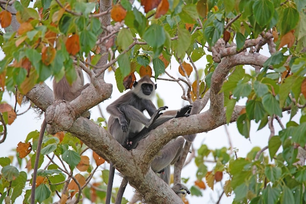 Langur cinza ou semnopithecus pria thersites senta-se na árvore