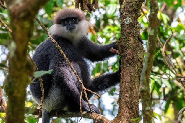 Langur de cara roxa ou semnopithecus vetulus na selva