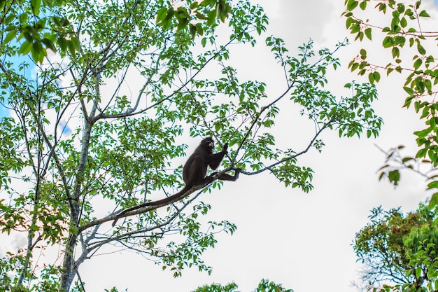 Langur, der auf Baumast sitzt