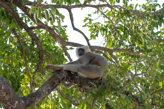 Langur gris también conocido como Hanuman Langur en el árbol en Rishikesh India Los langures indios de cerca son monos larguiruchos de cola larga