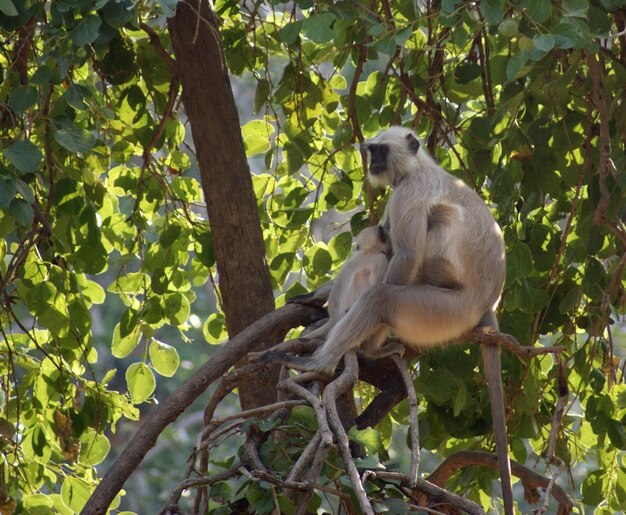 El langur gris