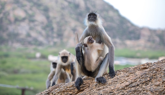 Langur Monkey