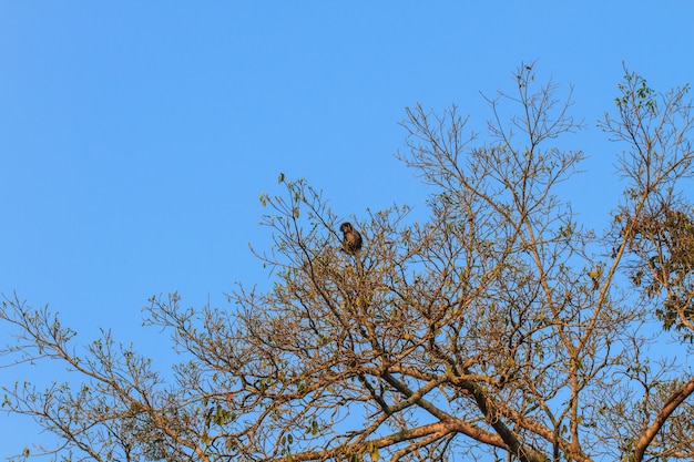 Langur obscuro sentado no galho de árvore