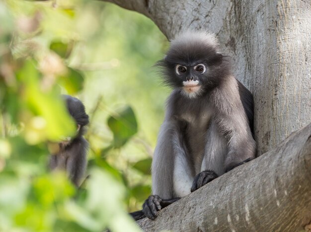 Langur oscuro Trachypithecus obscurus