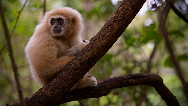 Foto el langur sagrado del coromandel