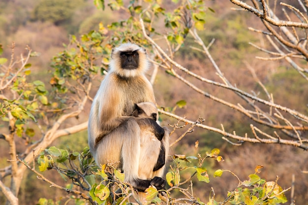 Languren (Presbytis entellus) in Indien.