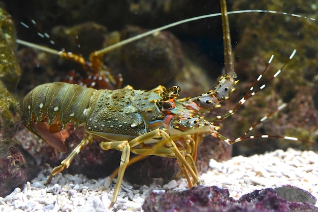 Langusten, im Aquarium auch Langusten genannt